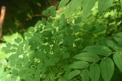 Thalictrum occidentale