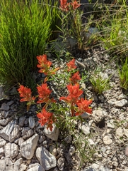 Castilleja integra