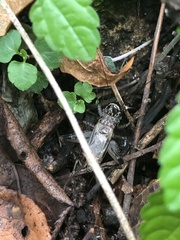 Loxoblemmus sylvestris