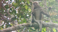 Trachypithecus obscurus