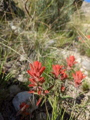 Castilleja integra