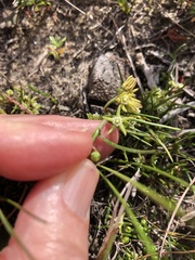 Aspidoglossum heterophyllum