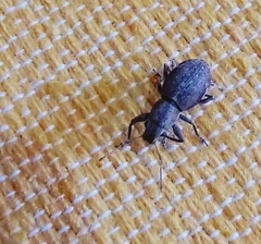 Pantomorus cervinus
