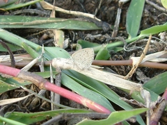 Zizeeria knysna knysna