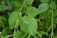 Valeriana sitchensis