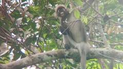 Trachypithecus obscurus