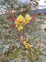 Erythrostemon gilliesii