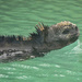Marine Iguana - Photo (c) trevor_l, some rights reserved (CC BY), uploaded by trevor_l