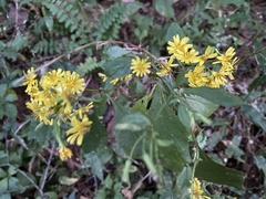 Crepidiastrum denticulatum