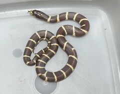 Lampropeltis californiae