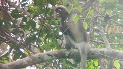 Trachypithecus obscurus