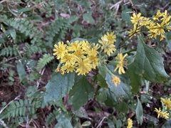 Crepidiastrum denticulatum