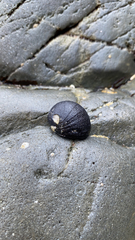 Nerita melanotragus