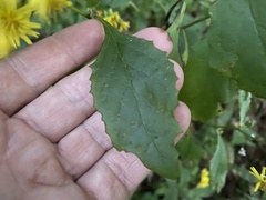 Crepidiastrum denticulatum