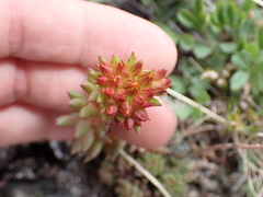 Sedum lanceolatum