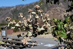 Cystotheca lanestris