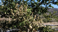 Cystotheca lanestris