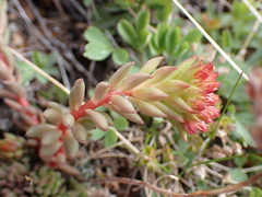 Sedum lanceolatum