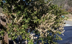 Cystotheca lanestris