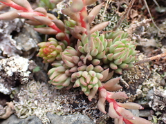 Sedum lanceolatum
