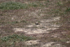 Calcarius ornatus