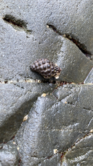 Tenguella marginalba