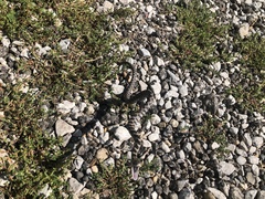 Pantherophis ramspotti