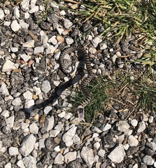 Pantherophis ramspotti