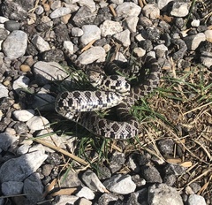 Pantherophis ramspotti