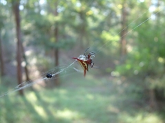 Gasteracantha milvoides