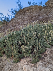 Petrophytum caespitosum