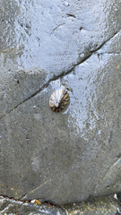 Cellana tramoserica