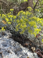 Chrysothamnus viscidiflorus