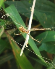 Leucauge