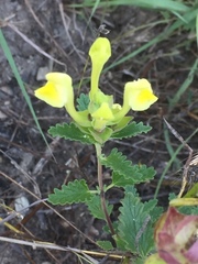 Scutellaria orientalis
