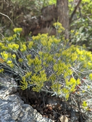 Chrysothamnus viscidiflorus