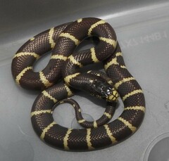 Lampropeltis californiae