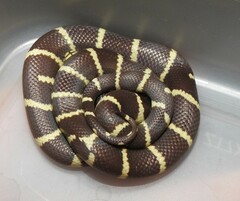 Lampropeltis californiae