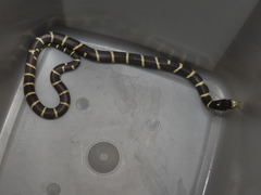 Lampropeltis californiae
