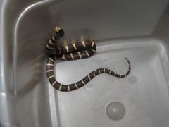 Lampropeltis californiae