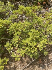 Chamaebatia foliolosa