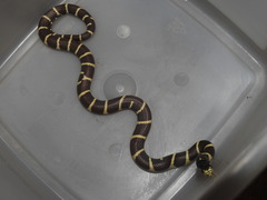 Lampropeltis californiae