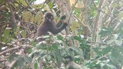 Trachypithecus obscurus
