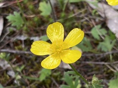 Ranunculus pachycarpus