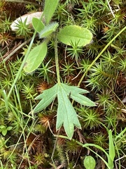Ranunculus pachycarpus