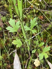 Ranunculus pachycarpus