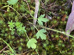 Ranunculus pachycarpus