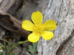 Ranunculus pachycarpus
