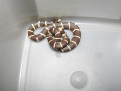 Lampropeltis californiae