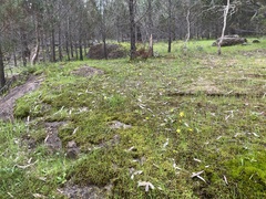 Ranunculus pachycarpus